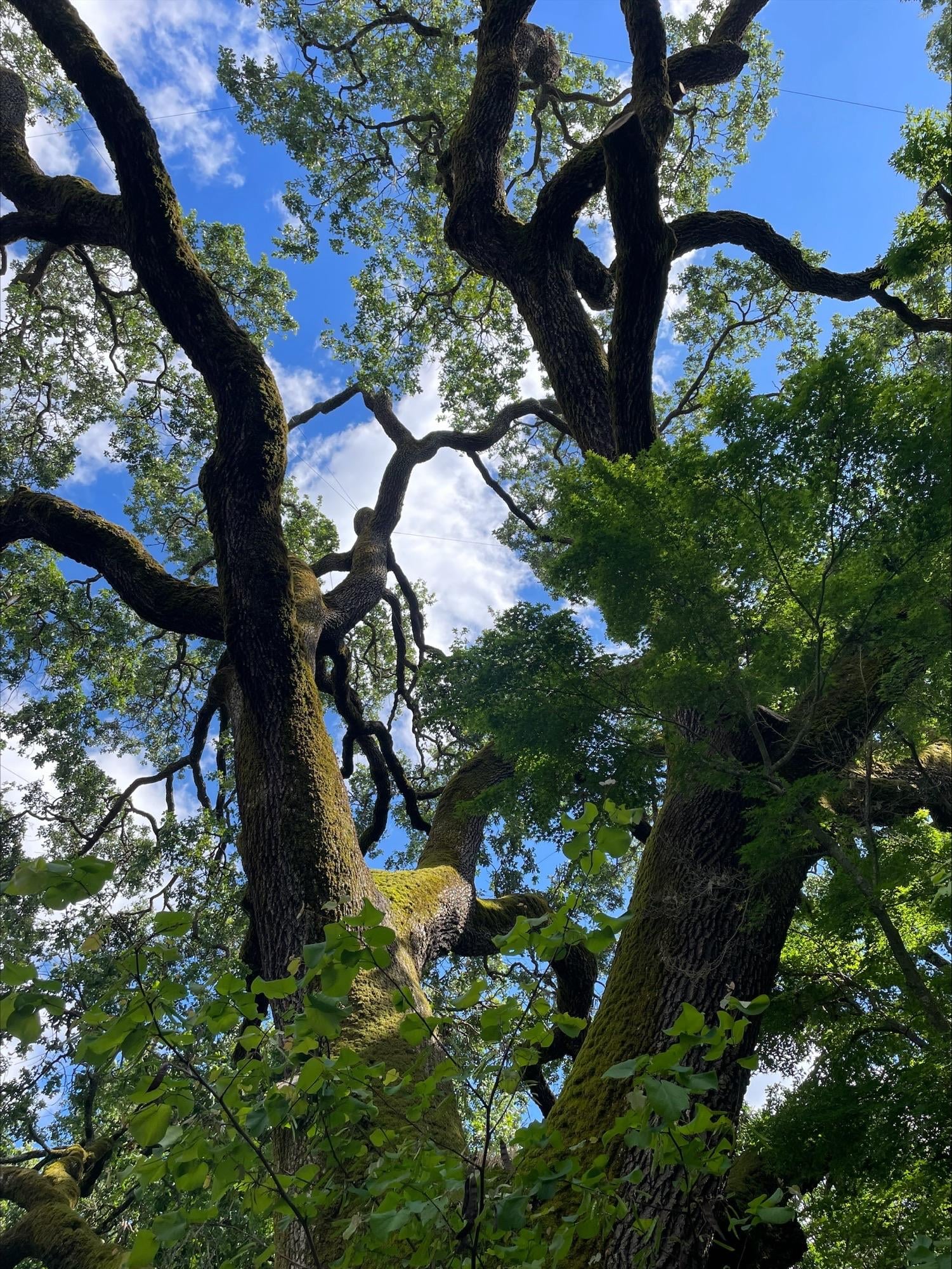 This tree alone is a reason to visit. :)