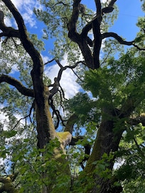 This tree alone is a reason to visit. :)