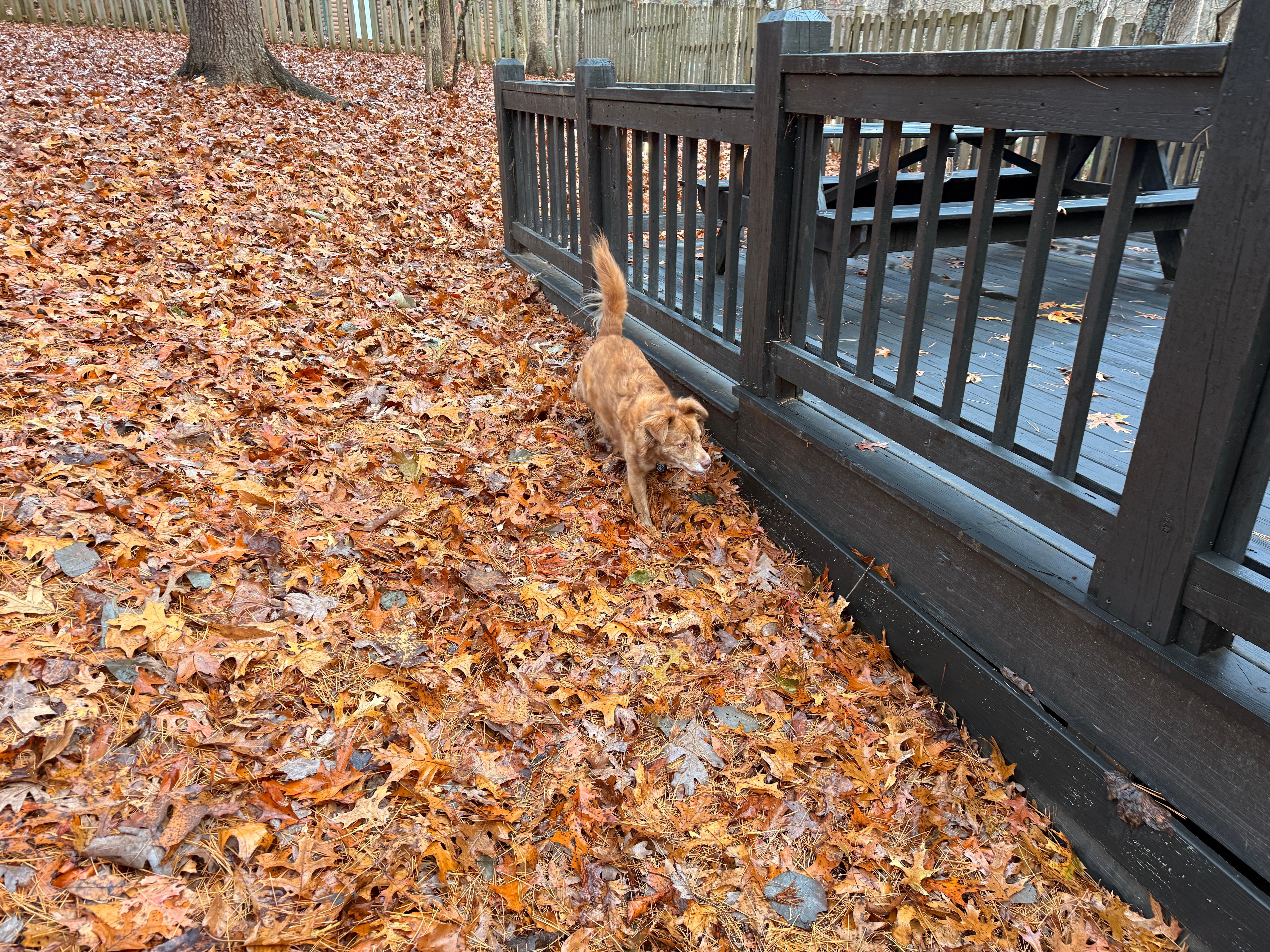 And Pumpkin Spice also loved the backyard!