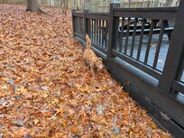 And Pumpkin Spice also loved the backyard!