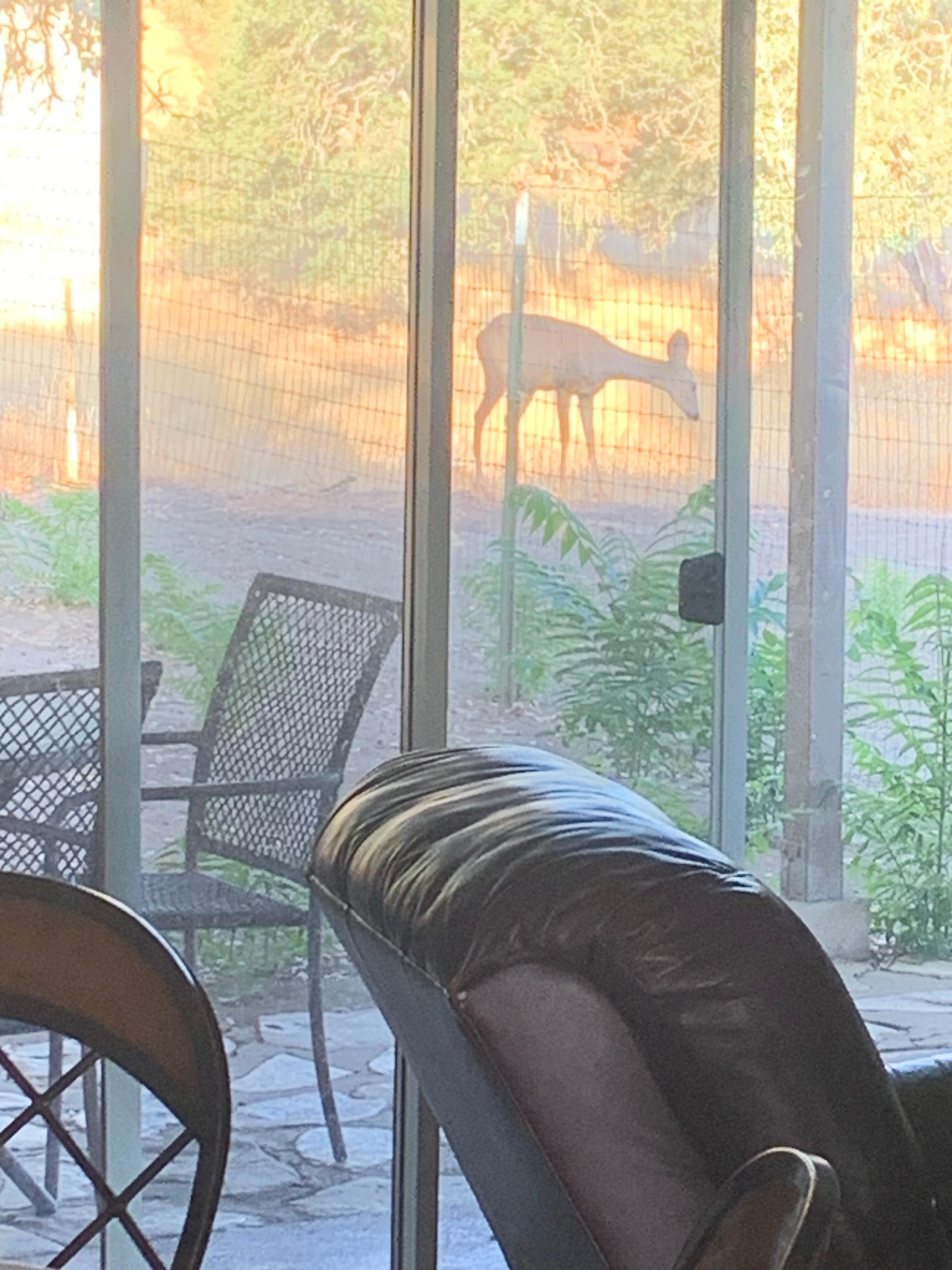Deer visiting. 