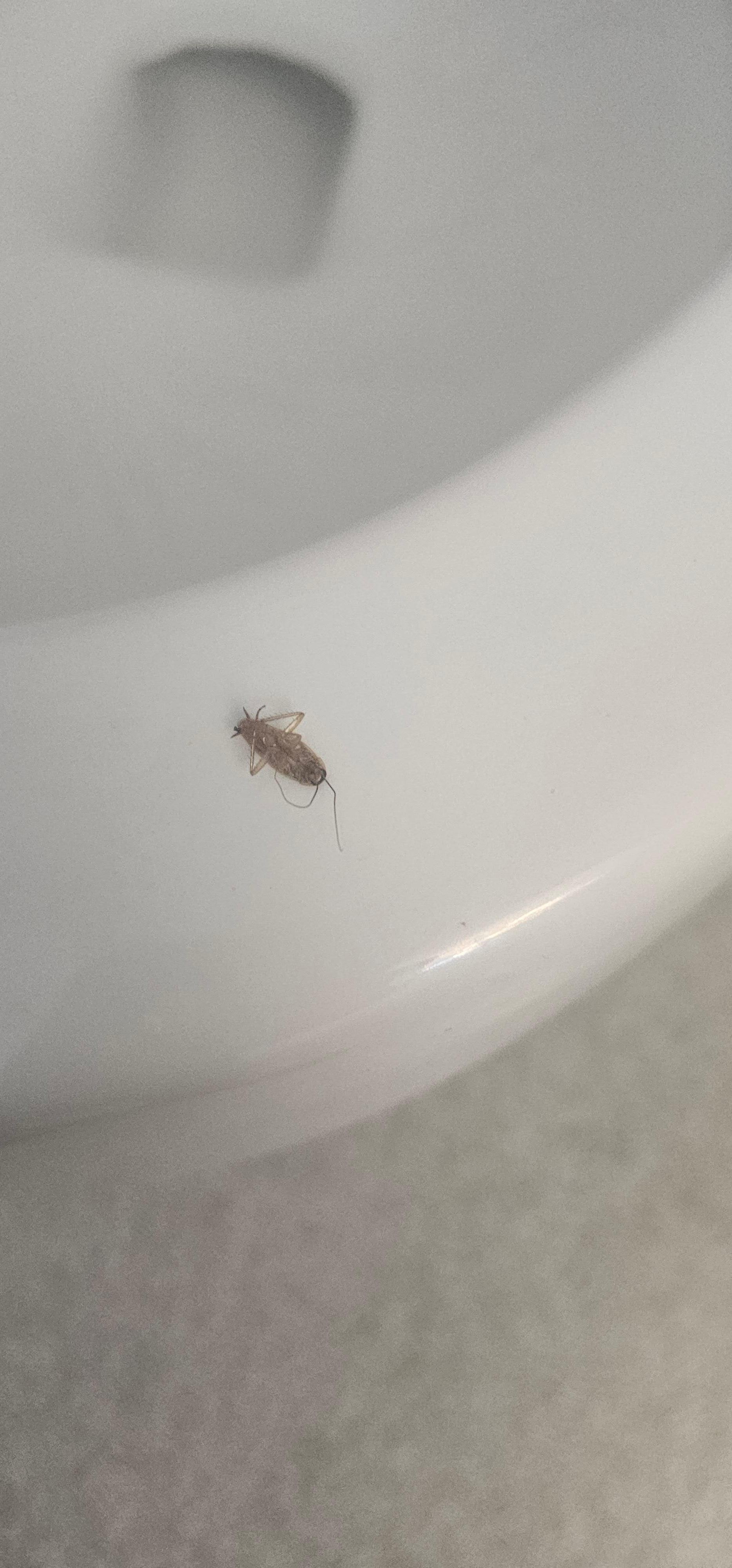 Roach found dead on toilet in the morning
