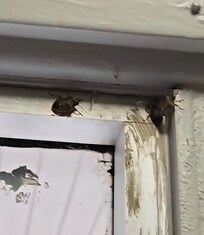 Bugs