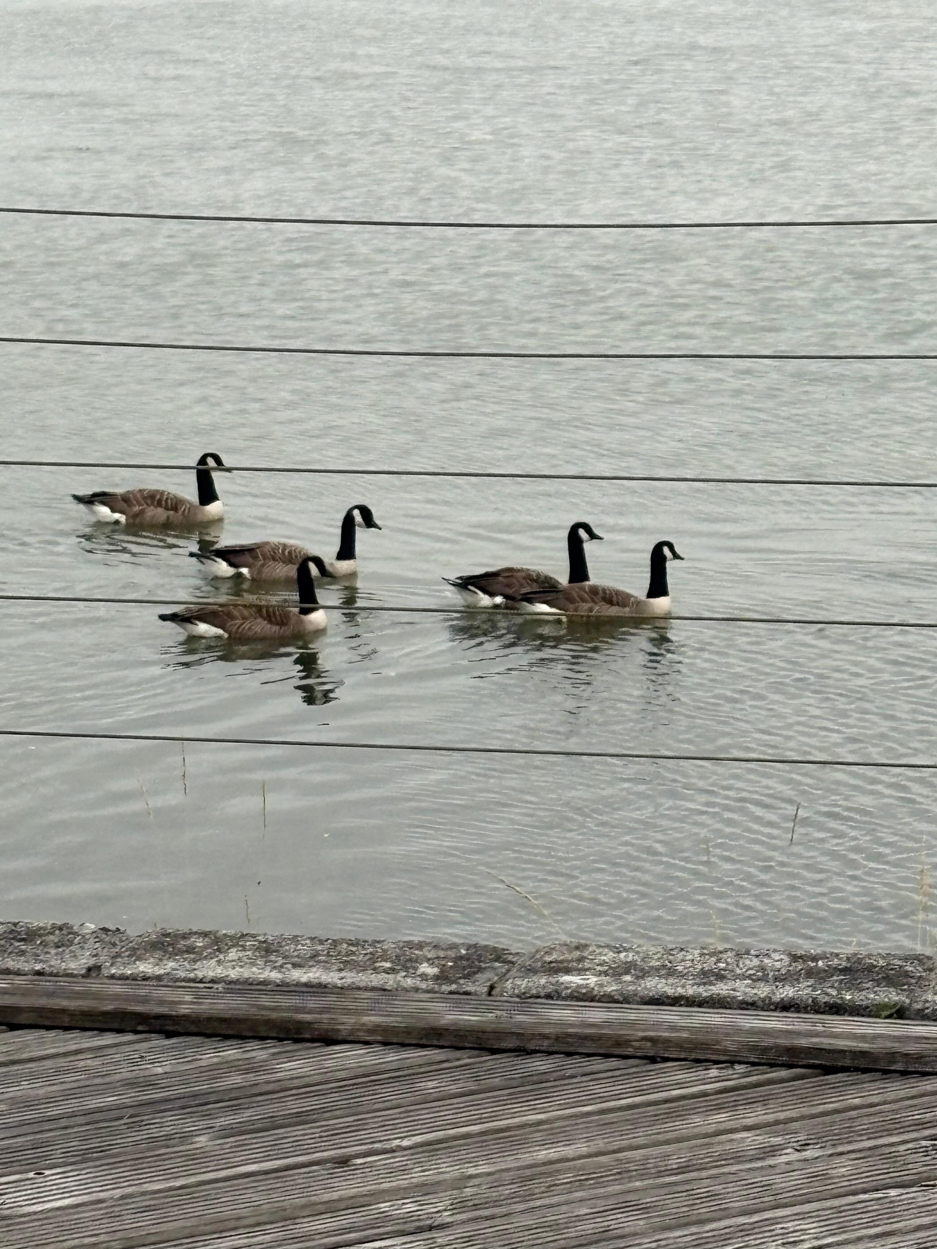 Canadian geese regularly on the estuary