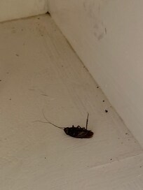 Large cockroach