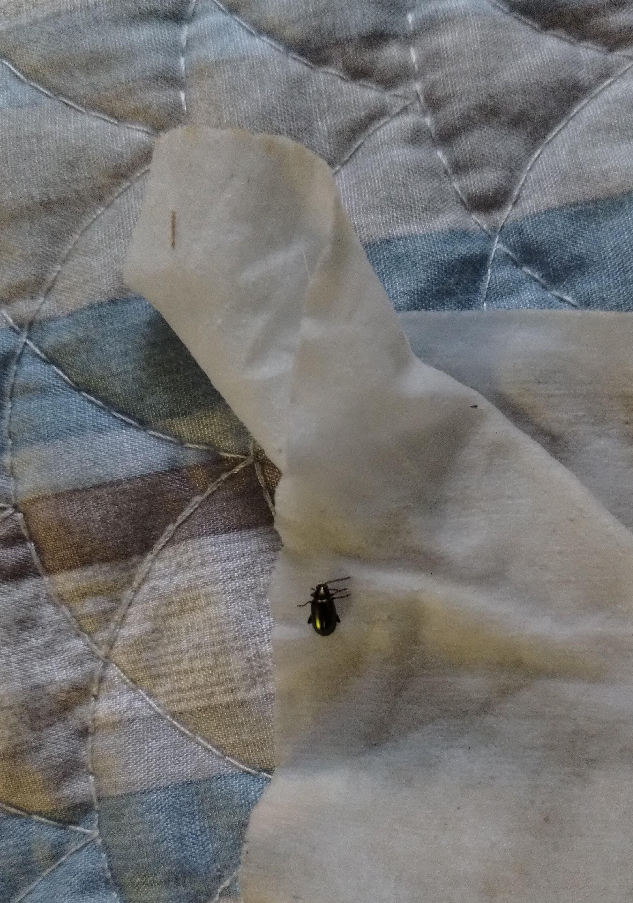 Bug on bedsheets