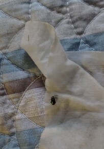 Bug on bedsheets