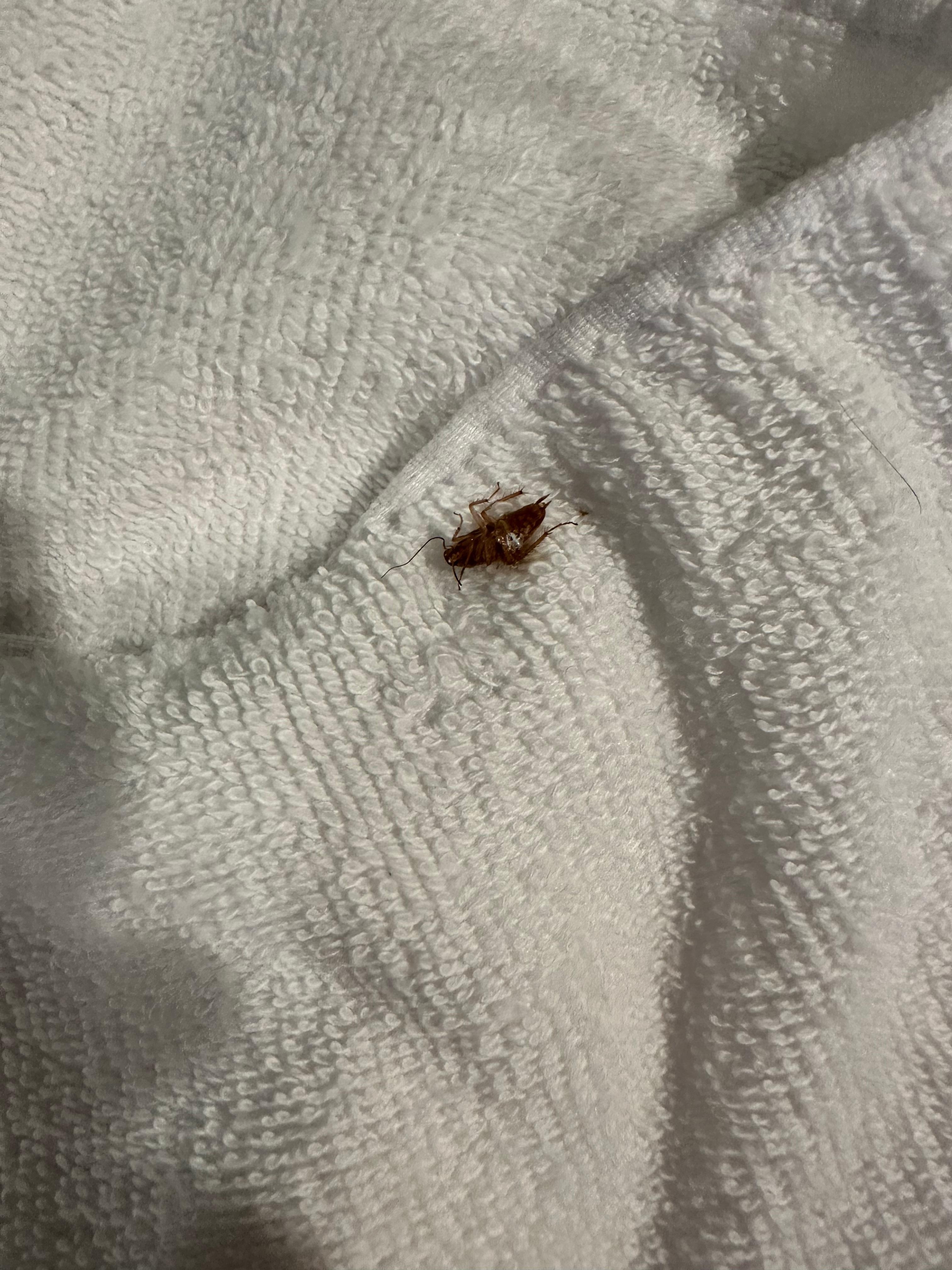 Cockroach I killed. Left in towel for cleaning staff