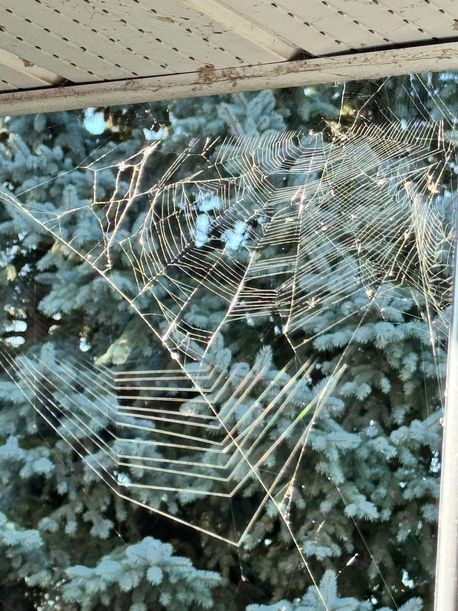 Spider webs on front porch