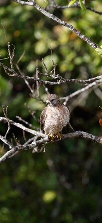 Hawk that was there each day, soaring in the cloud forest air currents
