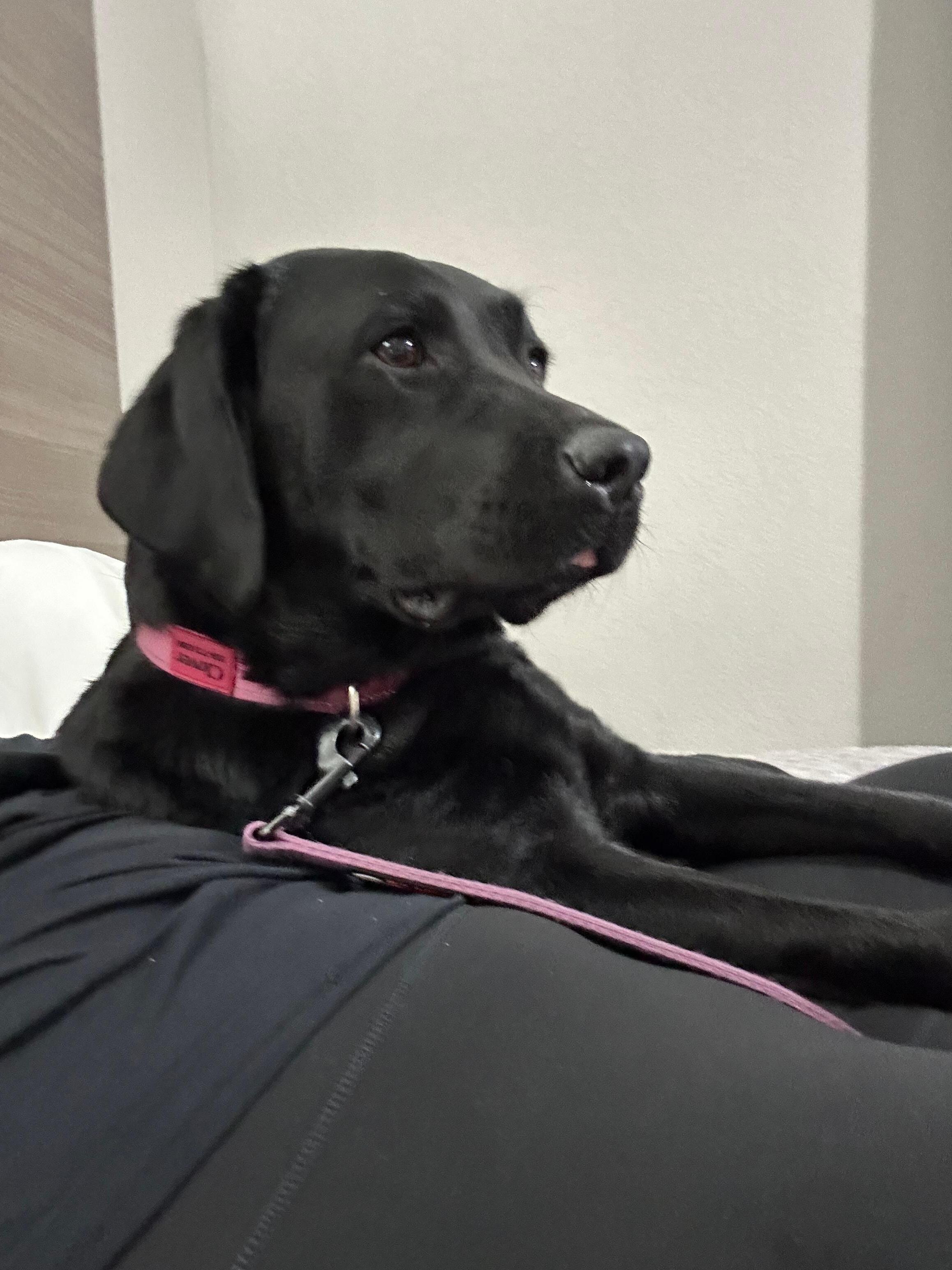 Affordable pet fee makes choosing this hotel easy! 