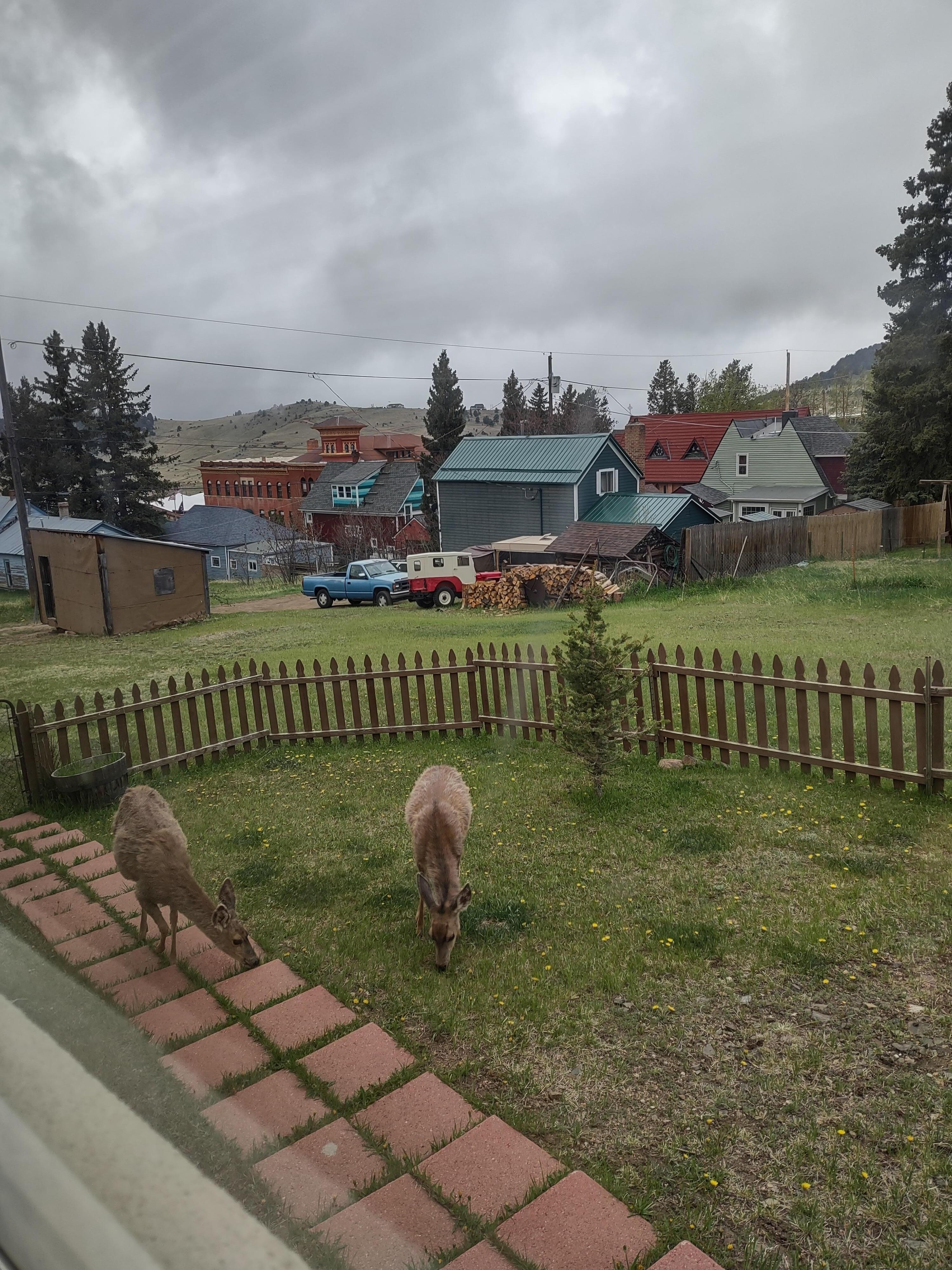 The Backyard