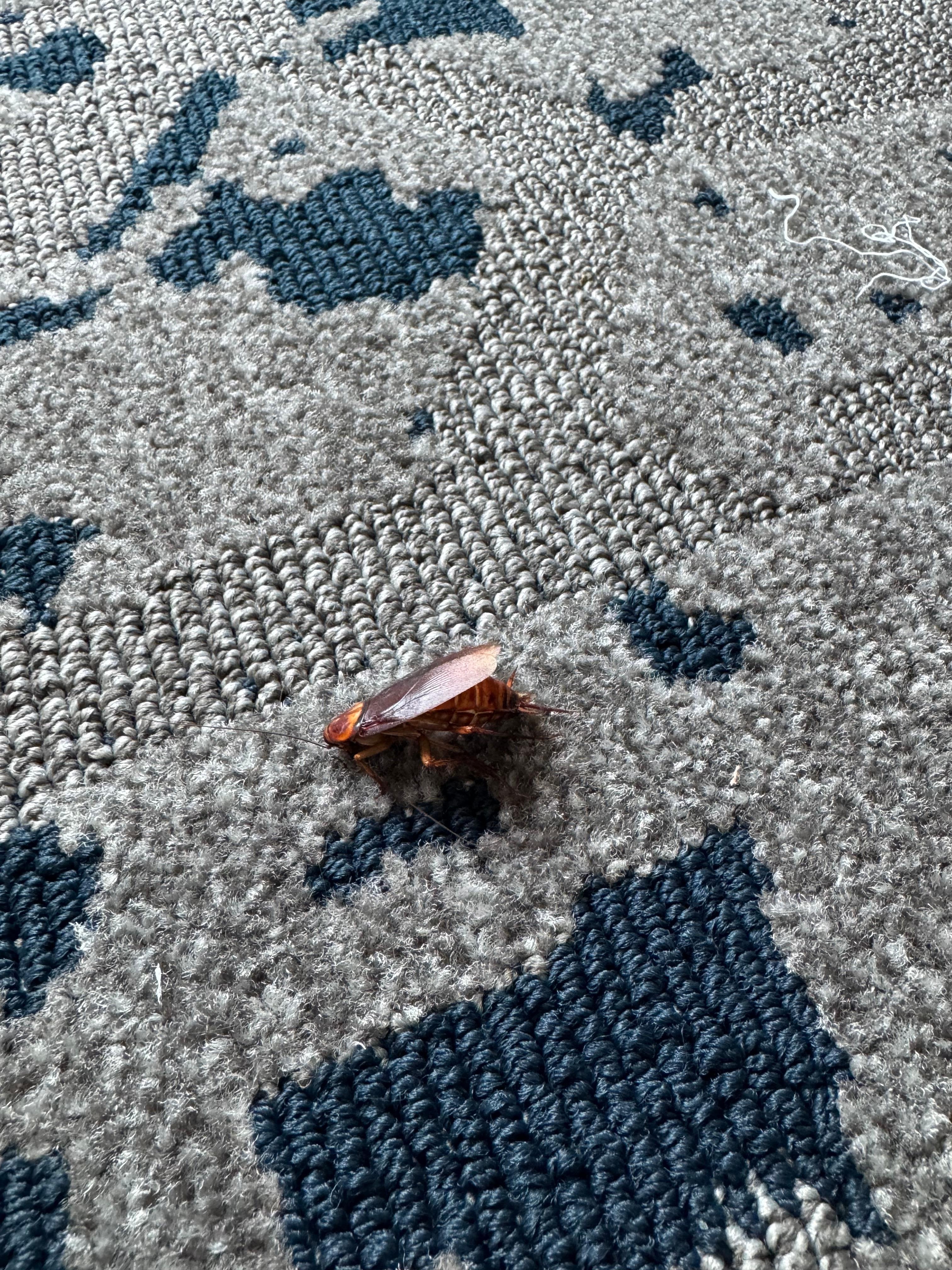 Cockroach in the room. 