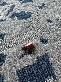 Cockroach in the room.