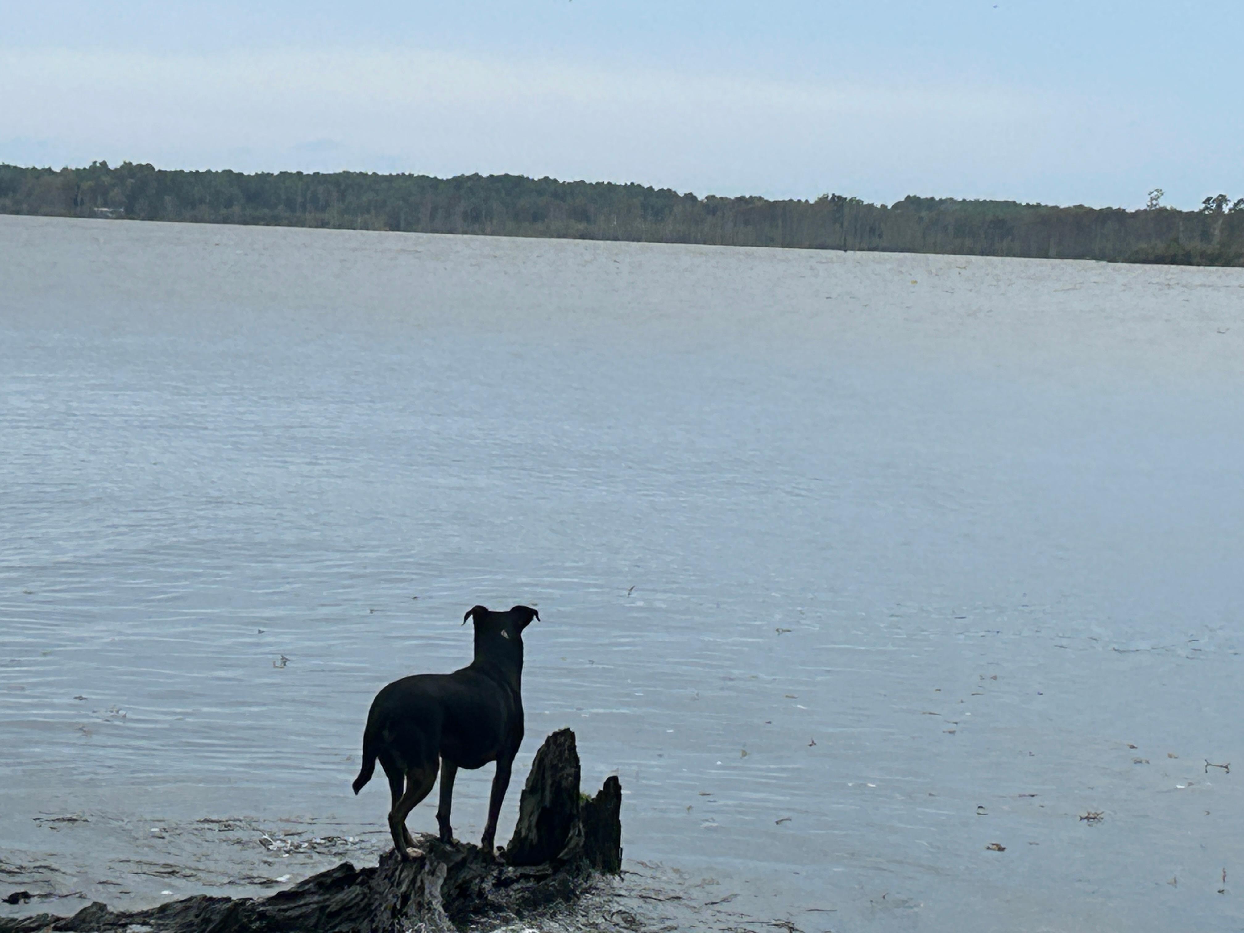 Our dog loved the water, she especially liked when the waves came to shore