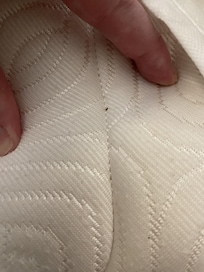 Image that showed as sign of concerns for bed bugs or other insect molting according to Google Lens.