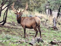 When I first opened up the patio doors, this bull elk was looking right at me! I guess he wanted to welcome me to the neighborhood.