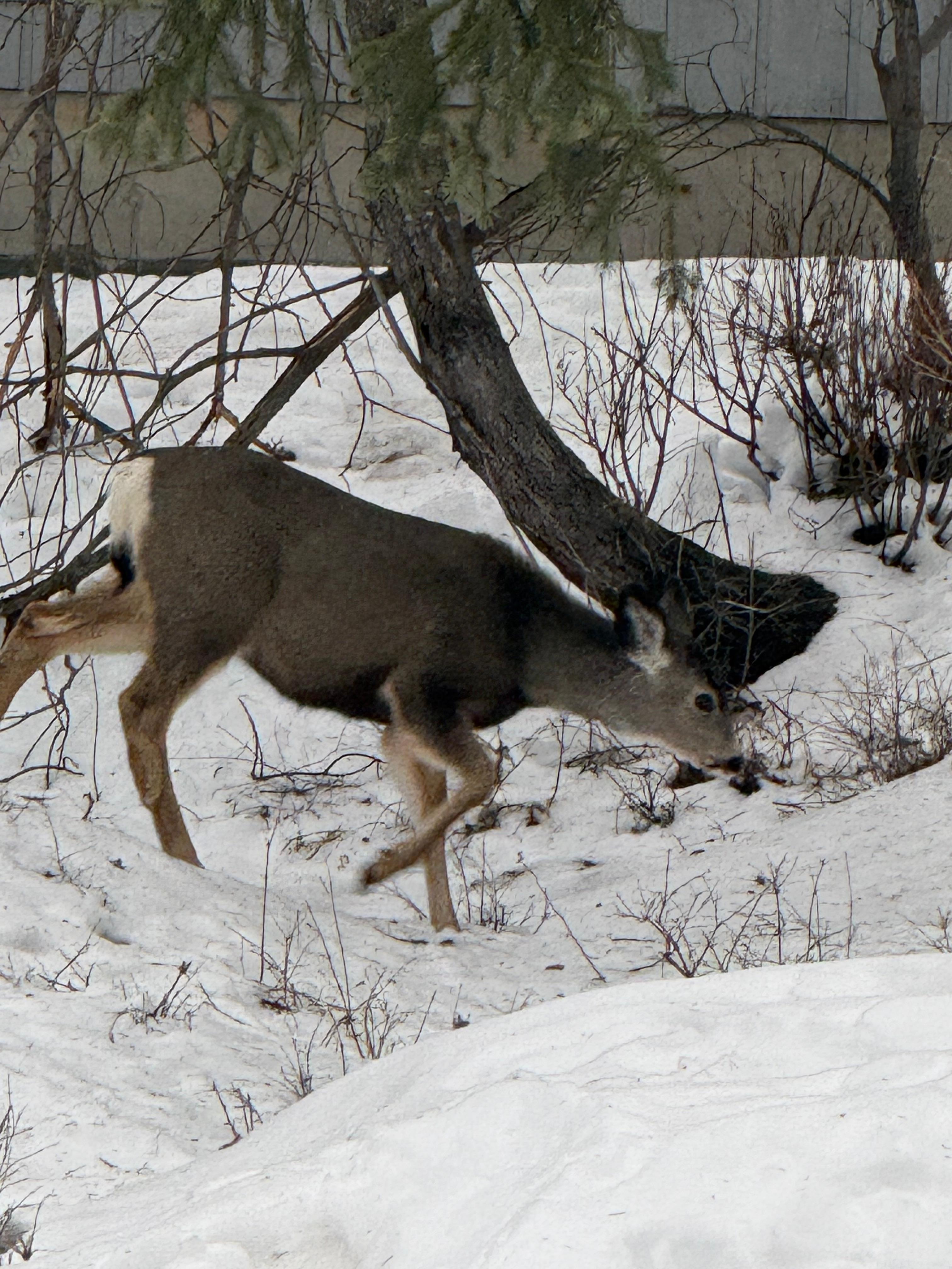 This was taken right outside off of our porch - 2 deer came down the slope -