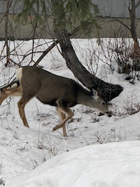 This was taken right outside off of our porch - 2 deer came down the slope -
