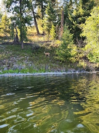 Deer on the little islands