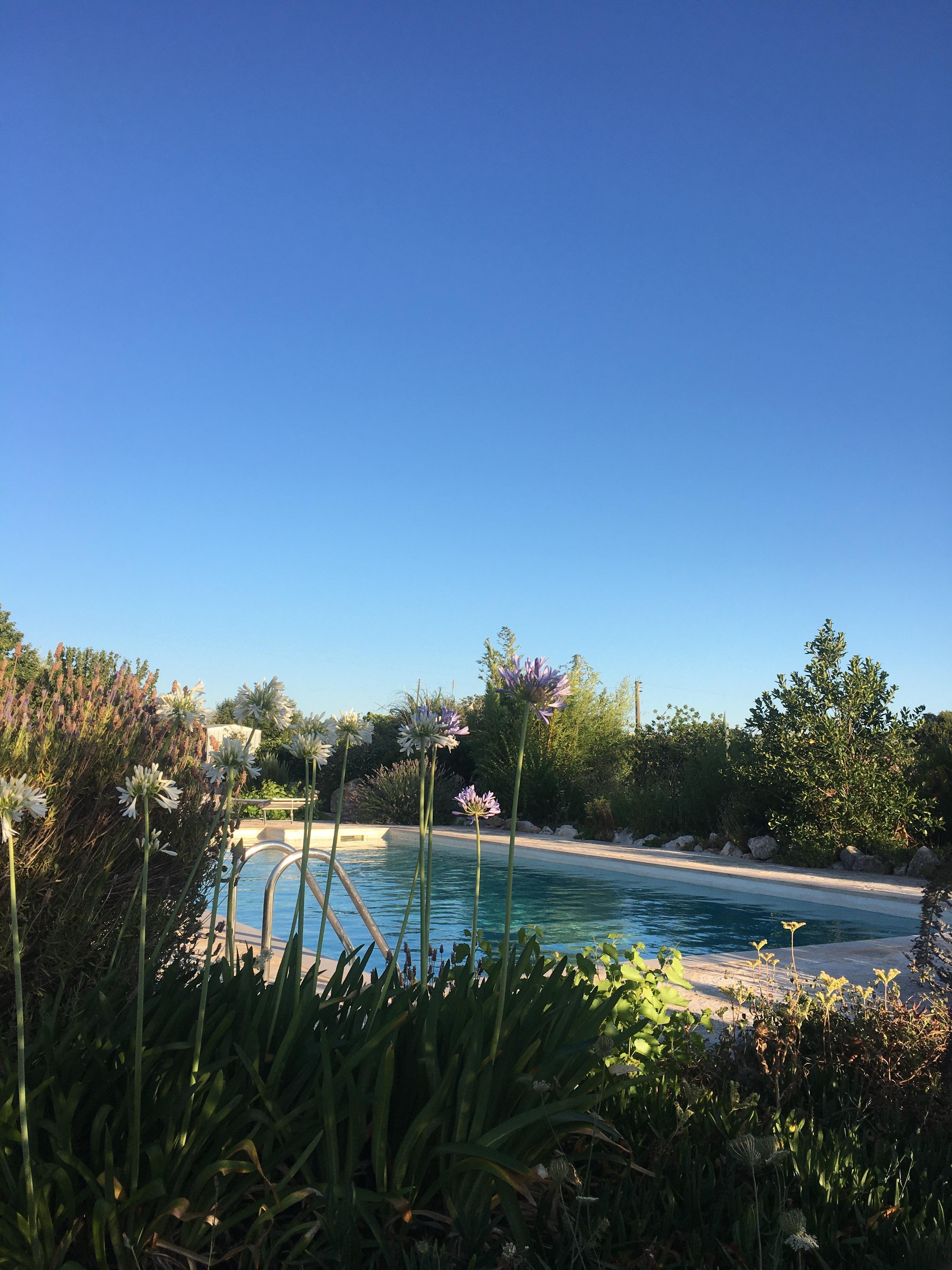 Perfect planting and pool