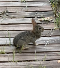 Wildlife that visit