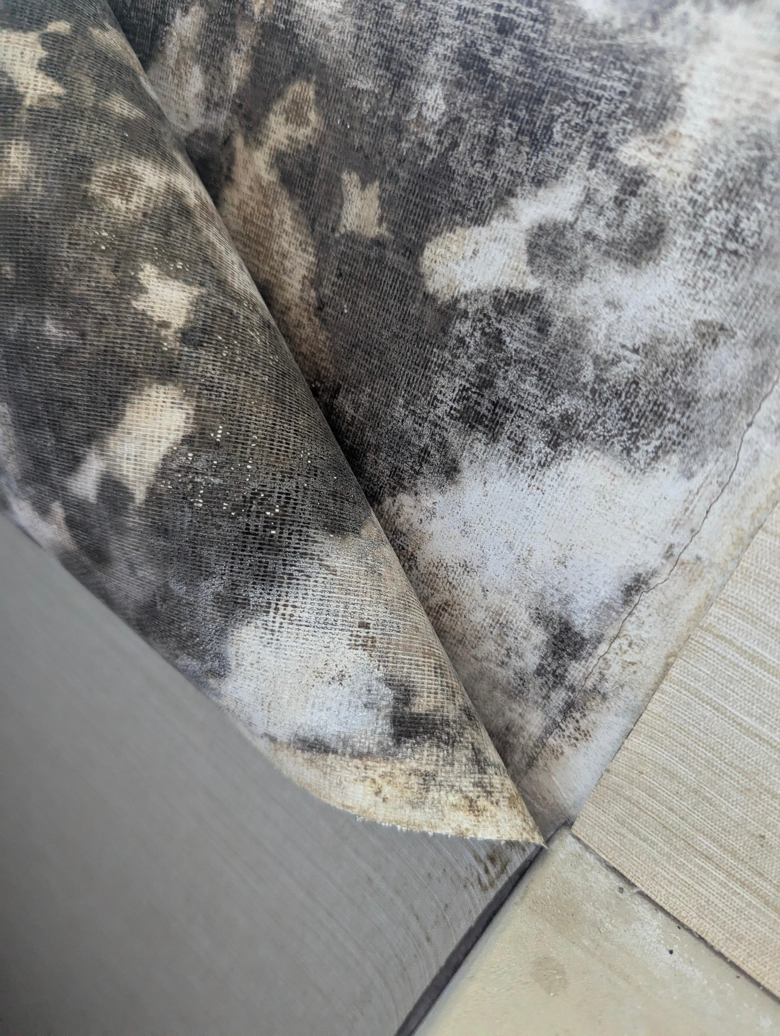 The black mold in the bedroom