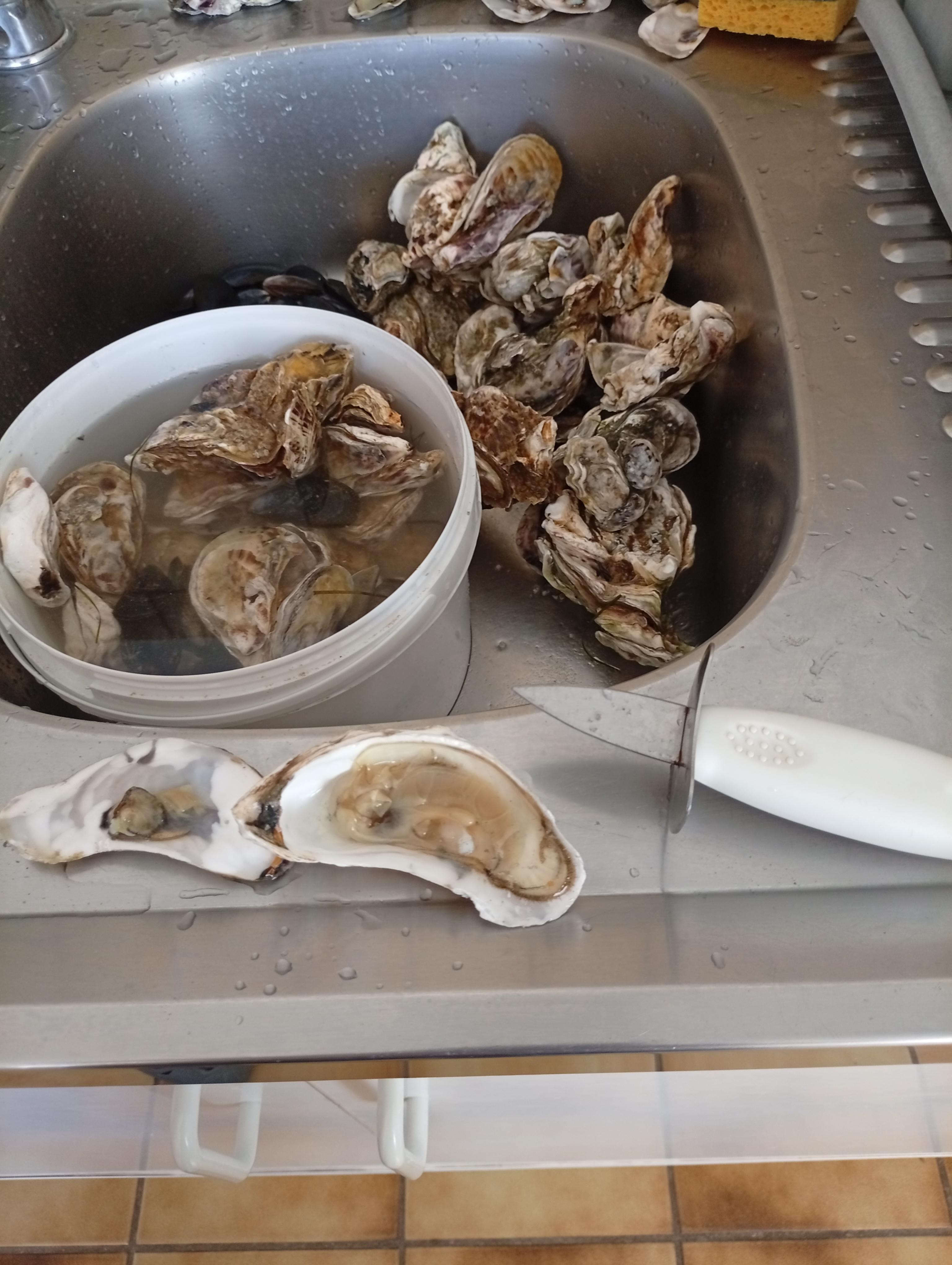 Les huîtres sont excellentes 