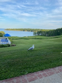 Seagull