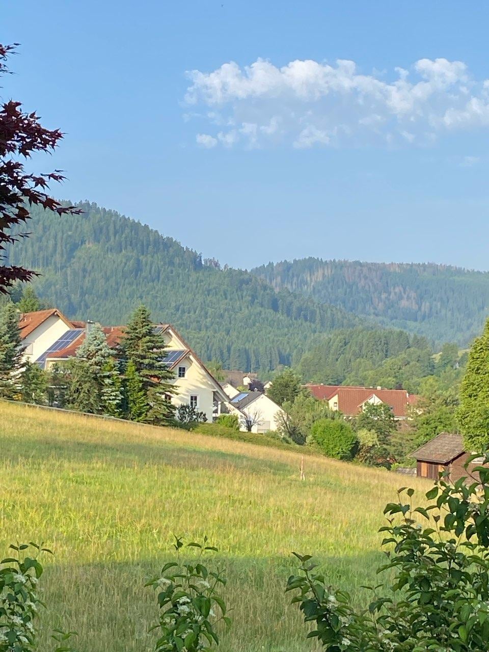 Views from the house.