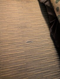 Dirt and broken carpet