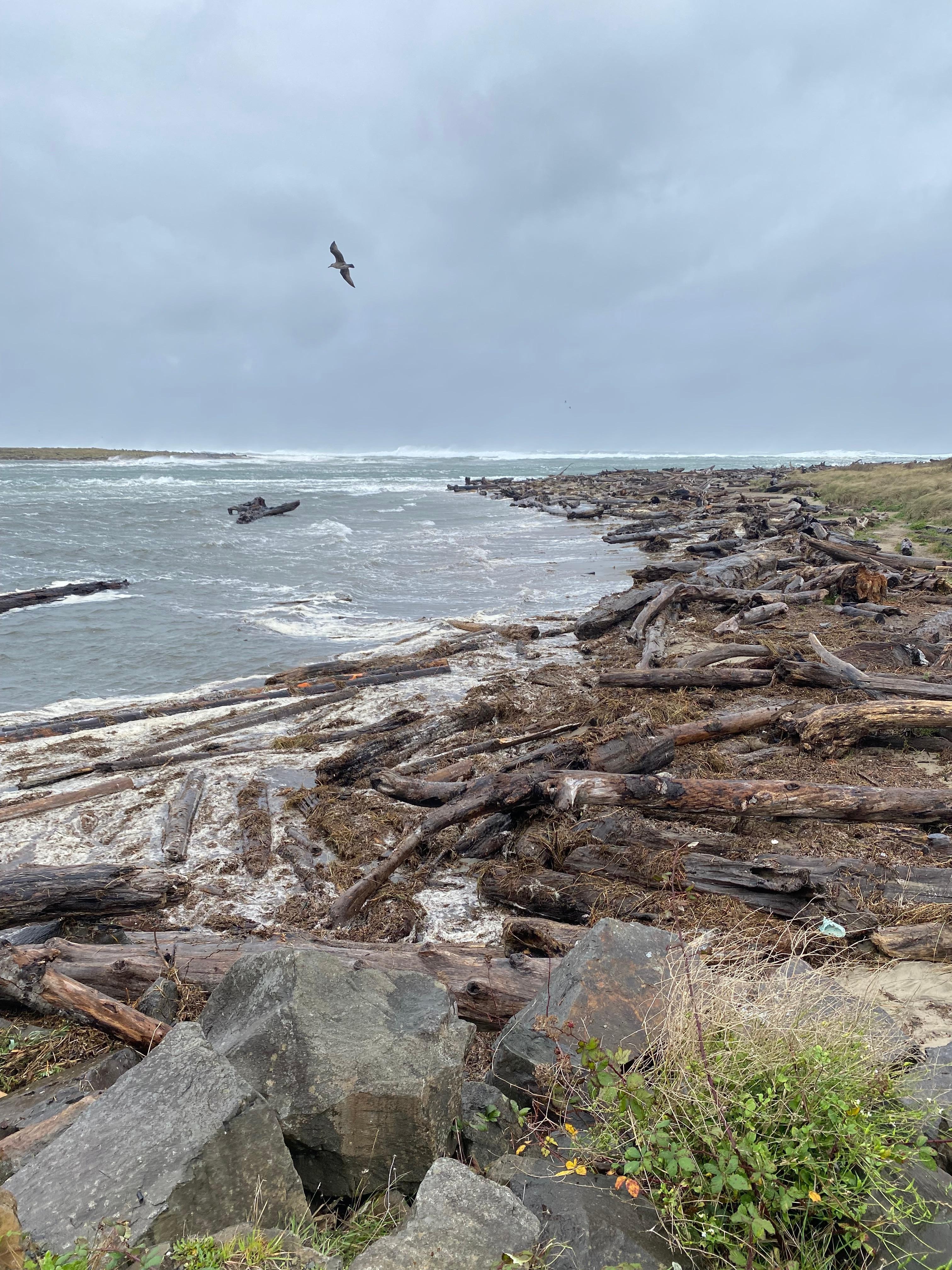 Never ending logs covering the beach. Be alert of the  sneaker waves 