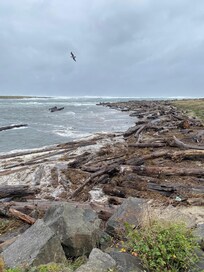 Never ending logs covering the beach. Be alert of the sneaker waves