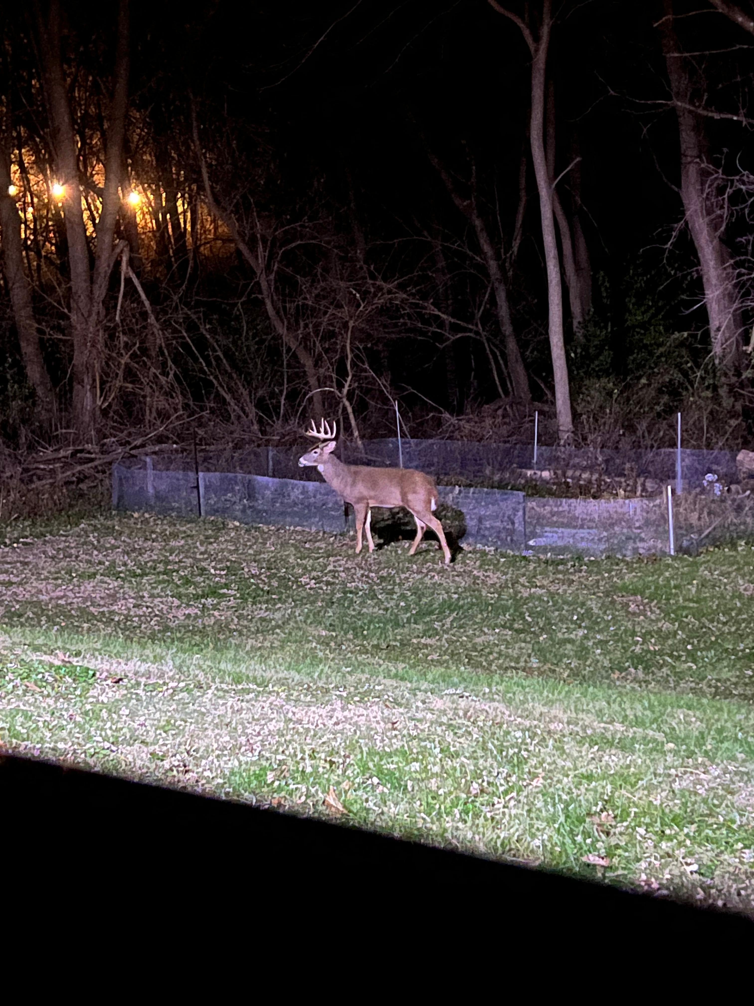 Local wildlife seen from back patio area. 