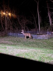 Local wildlife seen from back patio area.
