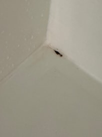 Mold