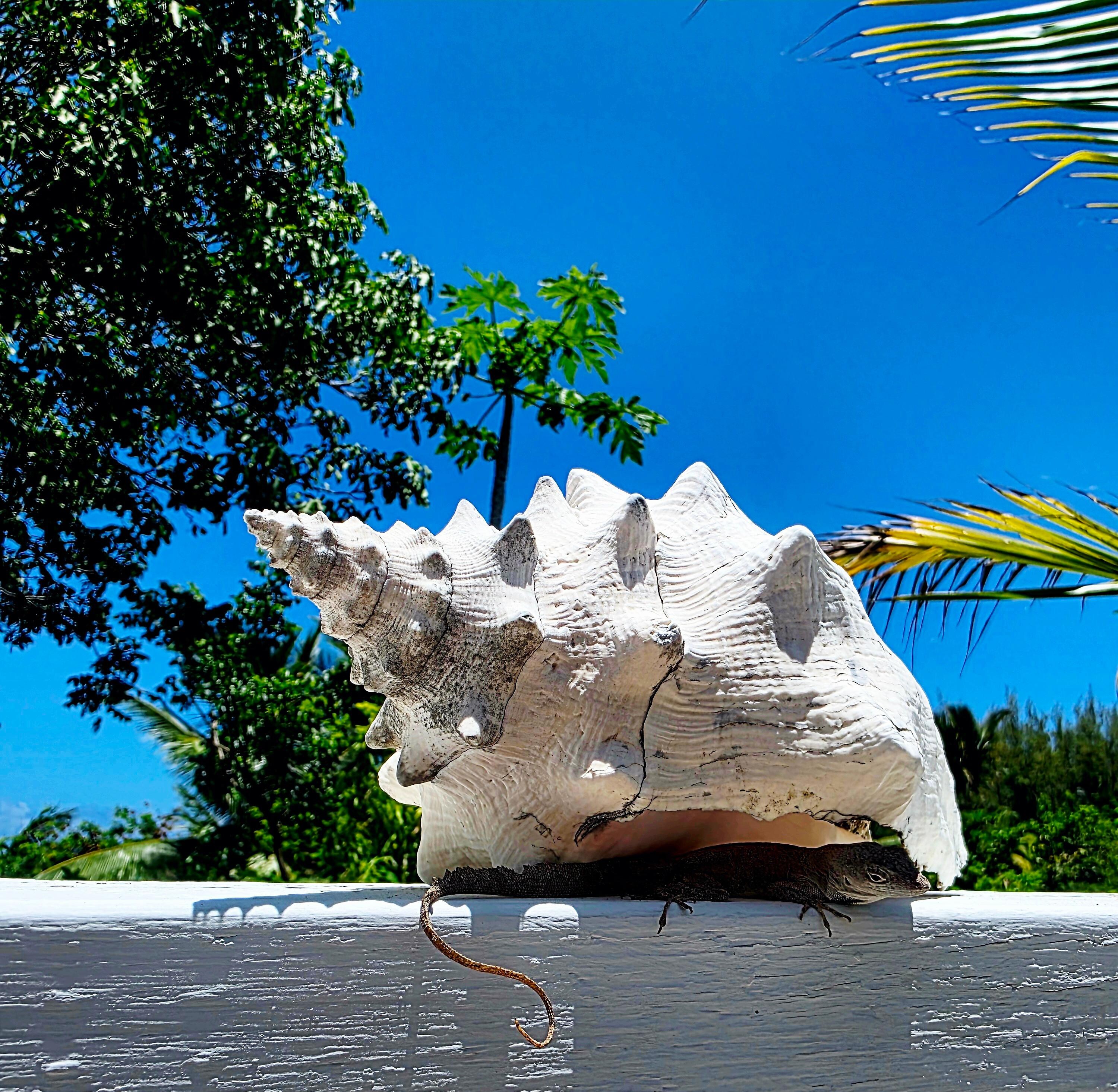 It gets hot, even for the Lizards...