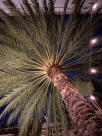 Huge palm in the courtyard!