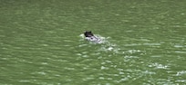 Saw this black bear swimming in the lake