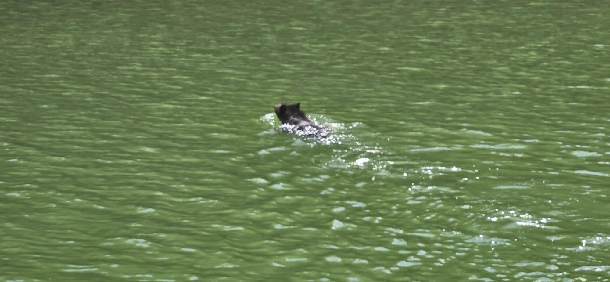 Saw this black bear swimming in the lake