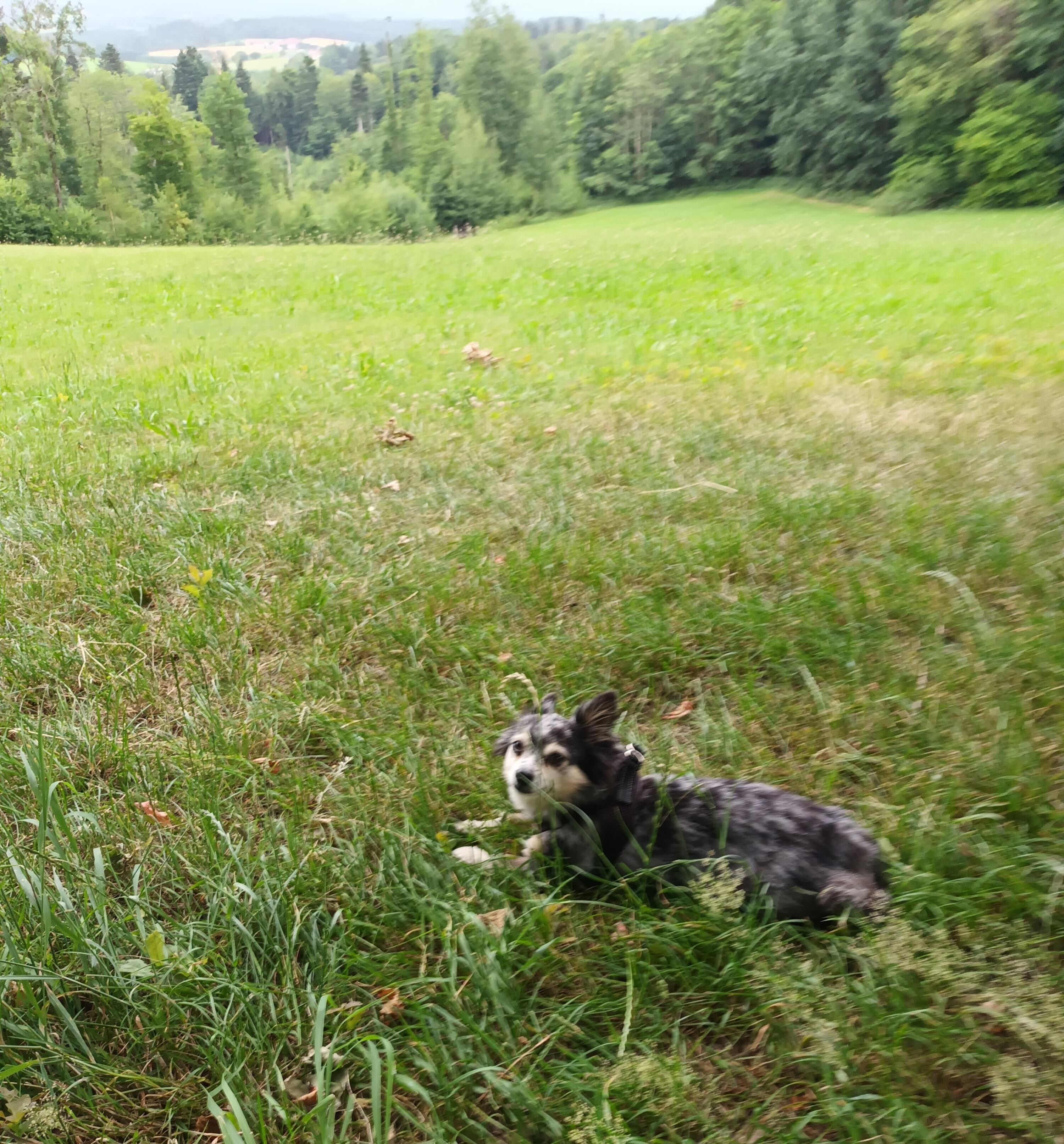 Unser kleiner Gustl hat sich sehr wohl gefühlt. 