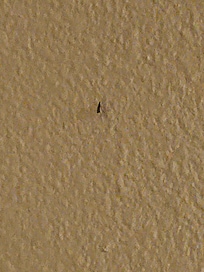 I was killing maquitos until 12 am , when I woke up still saw a more