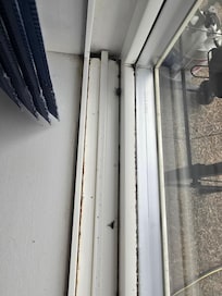 Dead flies in EVERY WINDOW