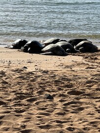 Sea turtles resting on nearby Poipu beach