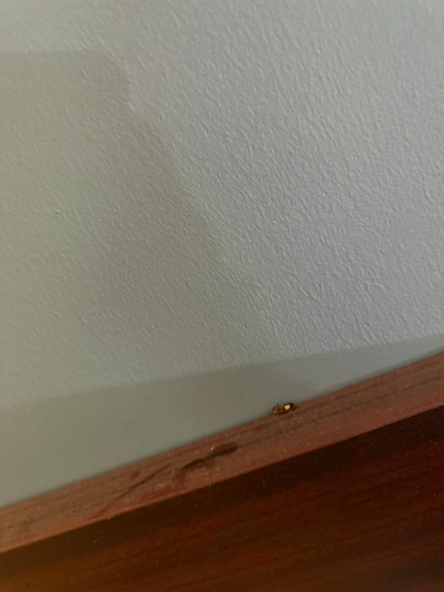 Cockroaches and blood on top of headboard
