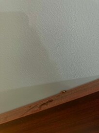 Cockroaches and blood on top of headboard