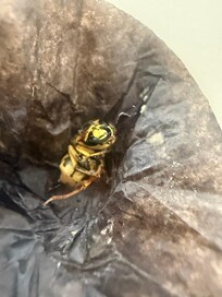 A bee we killed in our bed.