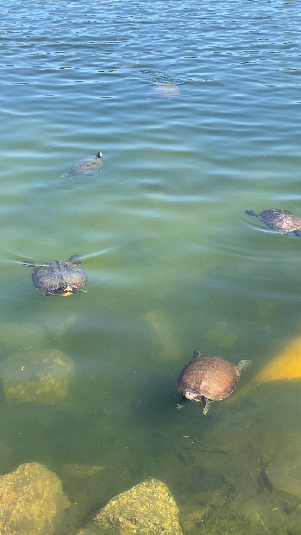 Turtles!!