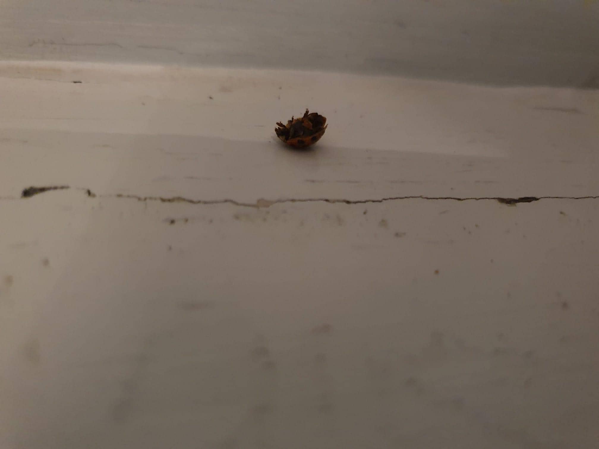 dead wildlife found on seating ledge beneath the window