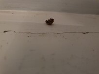 dead wildlife found on seating ledge beneath the window